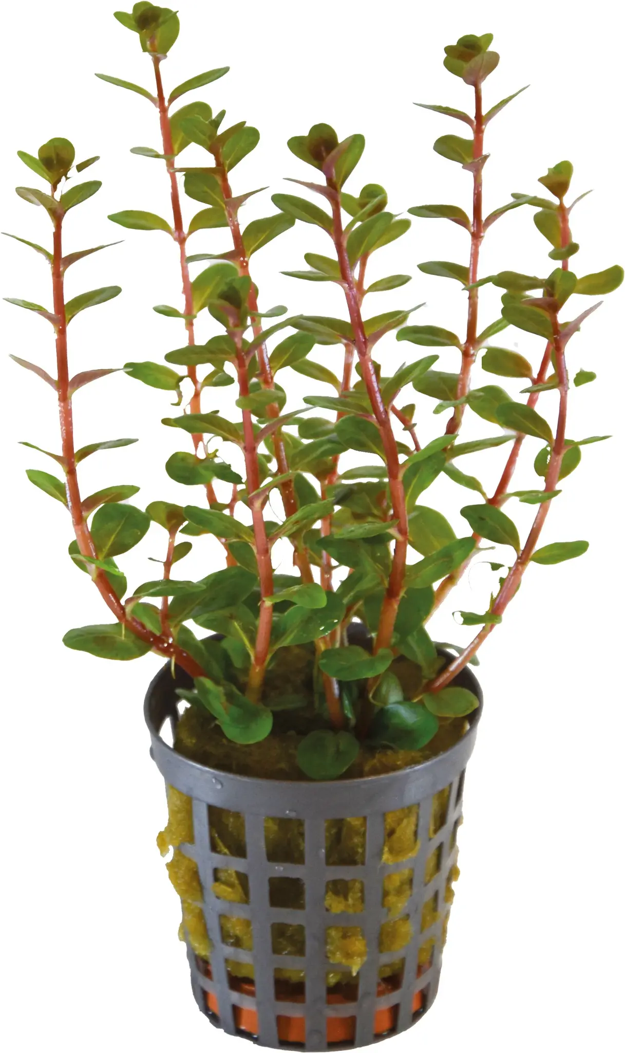 Waterplant Rotala Blood Red