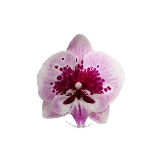 PHALAENOPSIS ALADIN 2 TIGES D12 H55