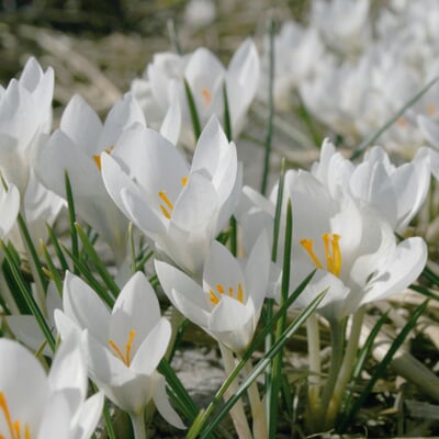 Blumenzwiebeln für Bienen und Hummeln