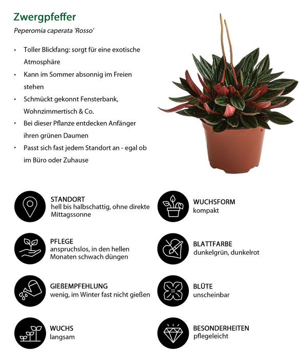 Peperomien-Set - Peperomia cultivars, 3-teilig