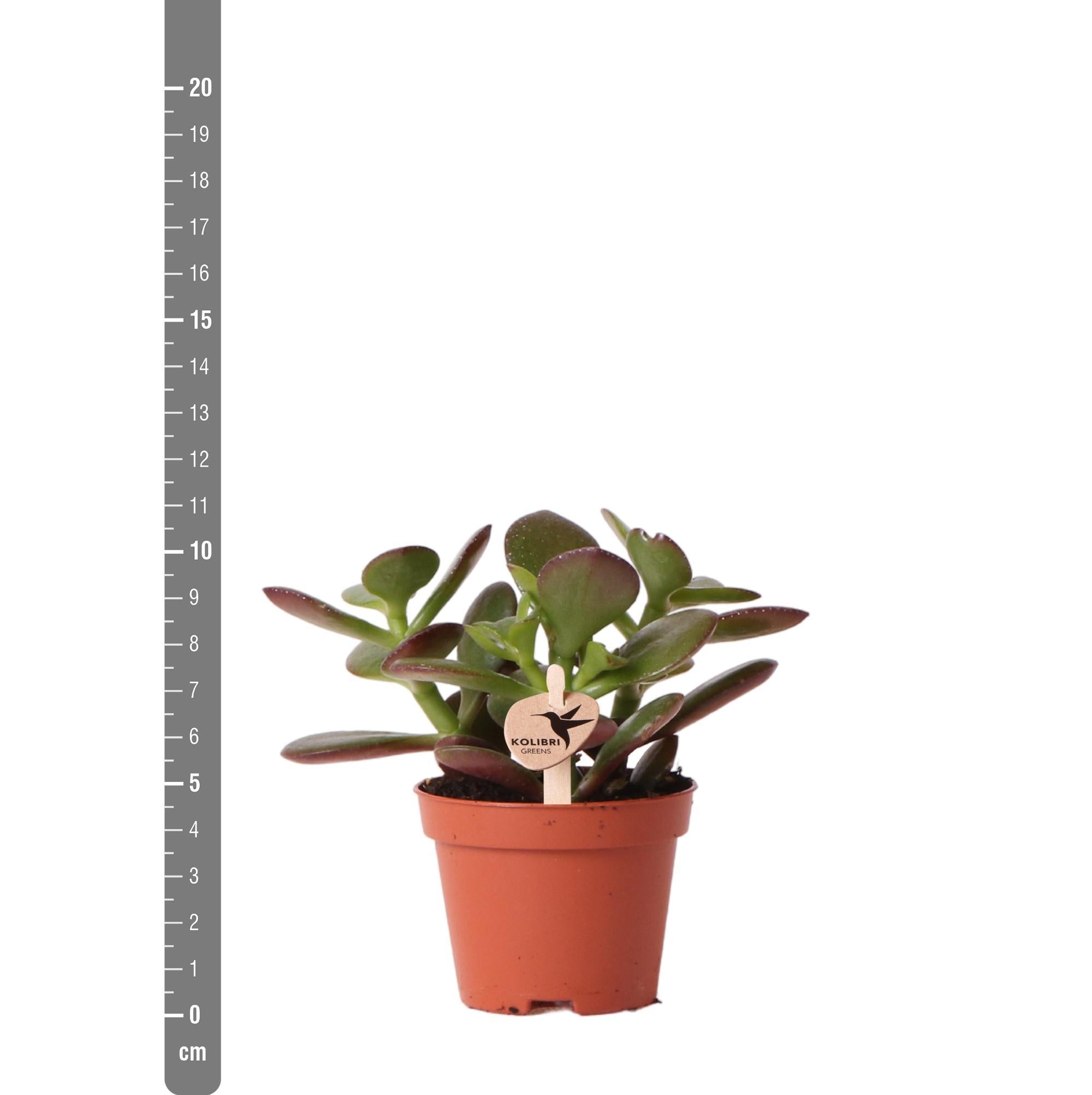 Crassula ovata h8cm - mini plante grasse d'intérieur
