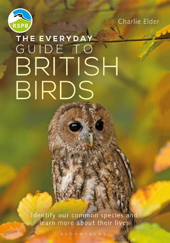 The Everyday Guide to British Birds: Identify our common species and learn more about their lives (Paperback)