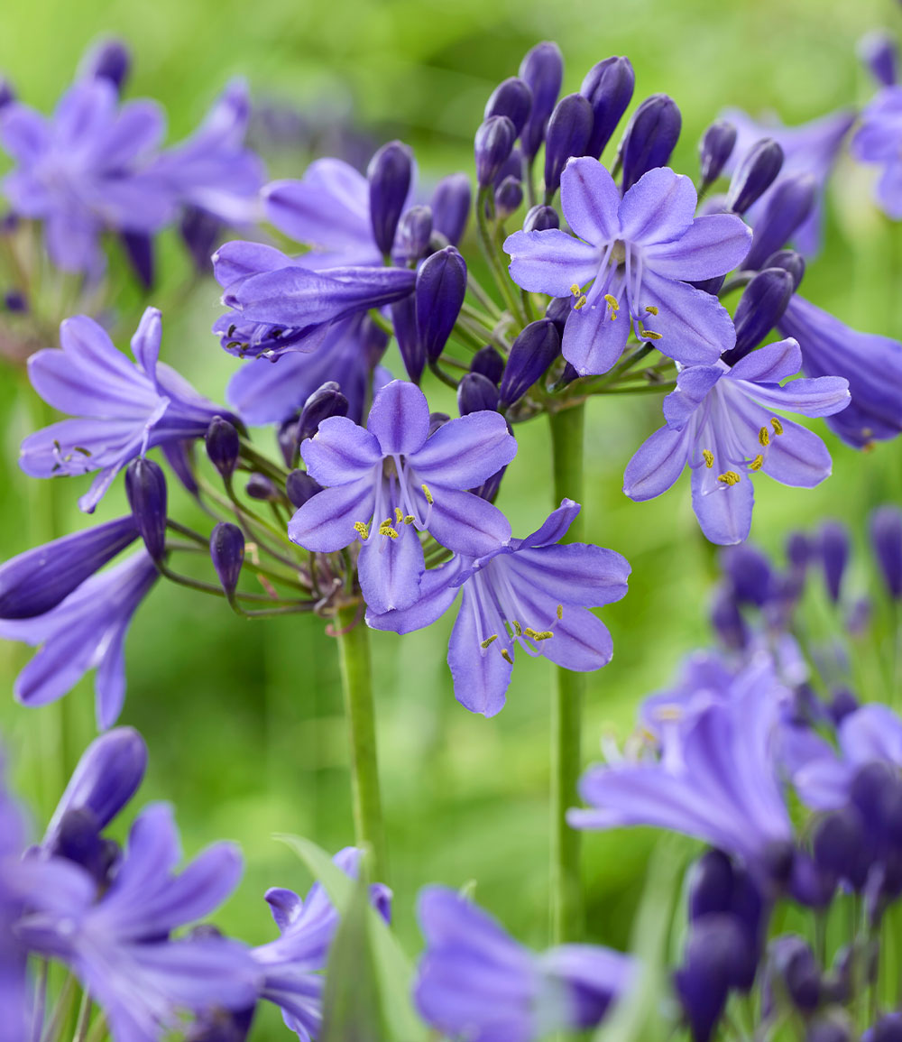 Zwerg-Agapanthus 'Fairy Blue®'
