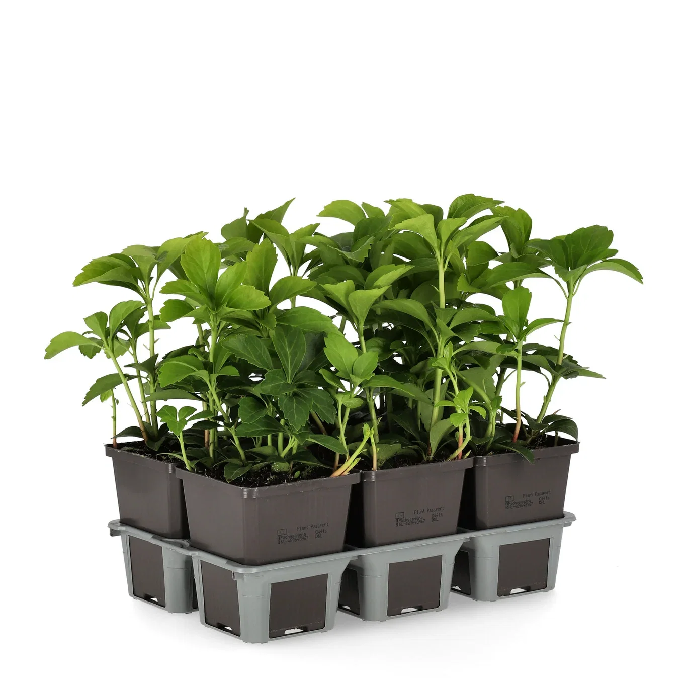 Pachysandra terminalis Vinterglans 6 pk