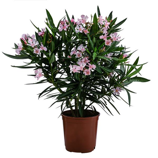 Oleander, Busch