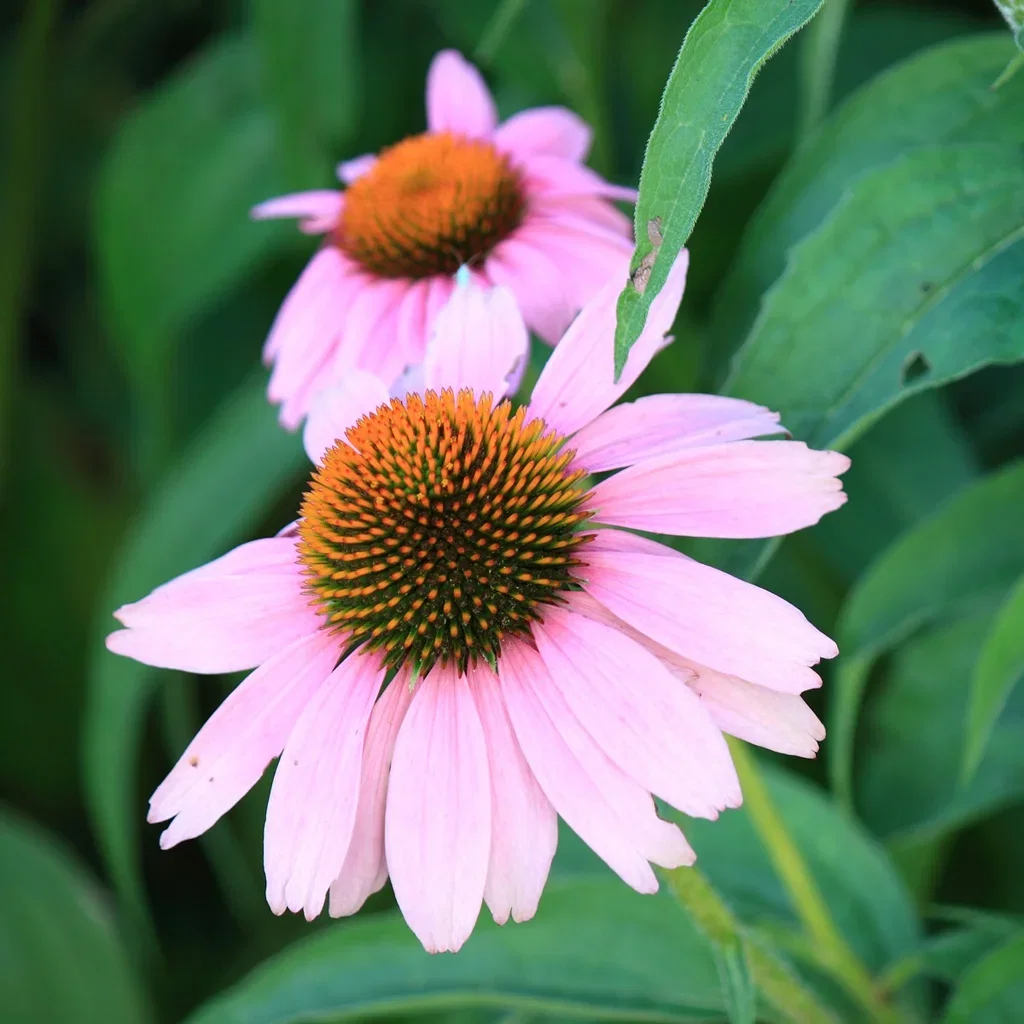 Echinacea purp. 'Magnus' Purpursolhatt  'Magnus' Ø11 cm