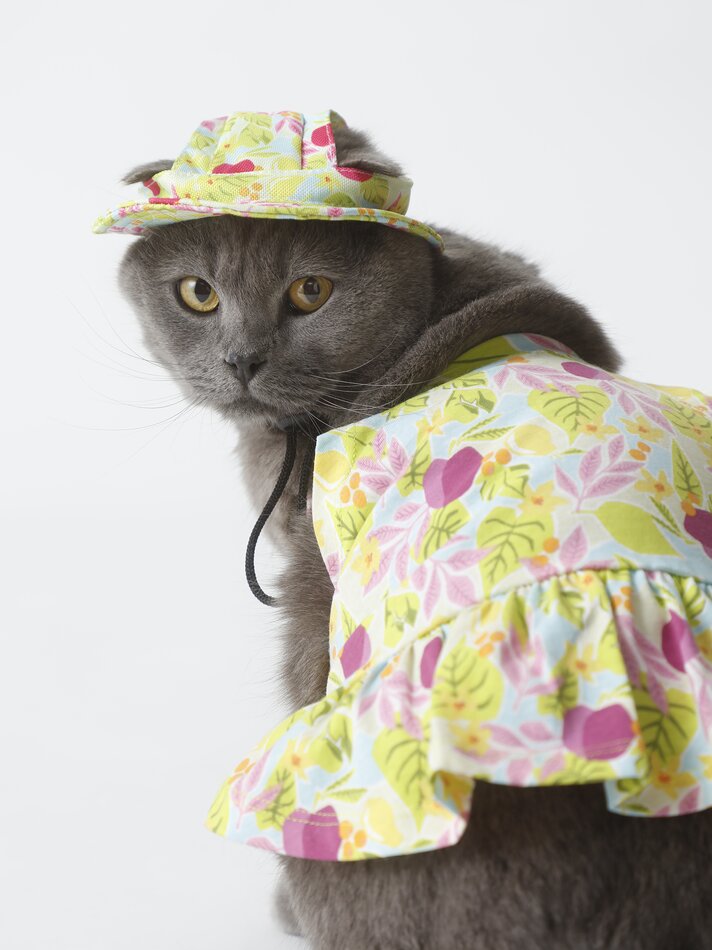 Chapéu estampado para animais de estimação - Verde