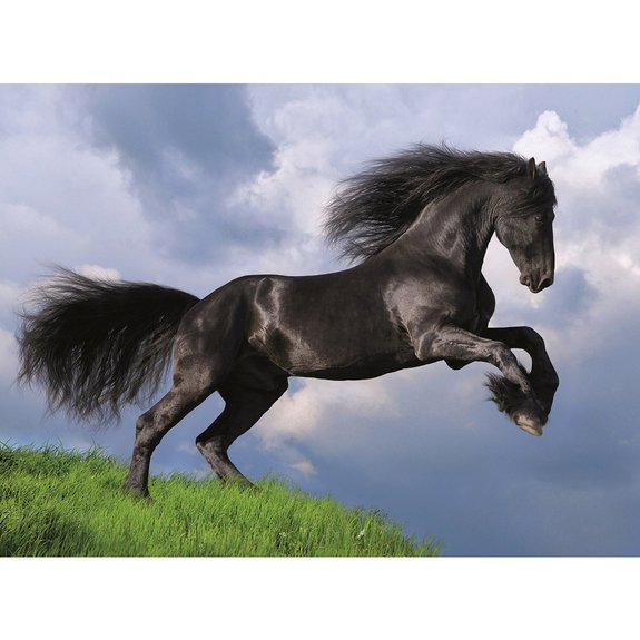 Puzzle 500 pièces cheval Frison noir