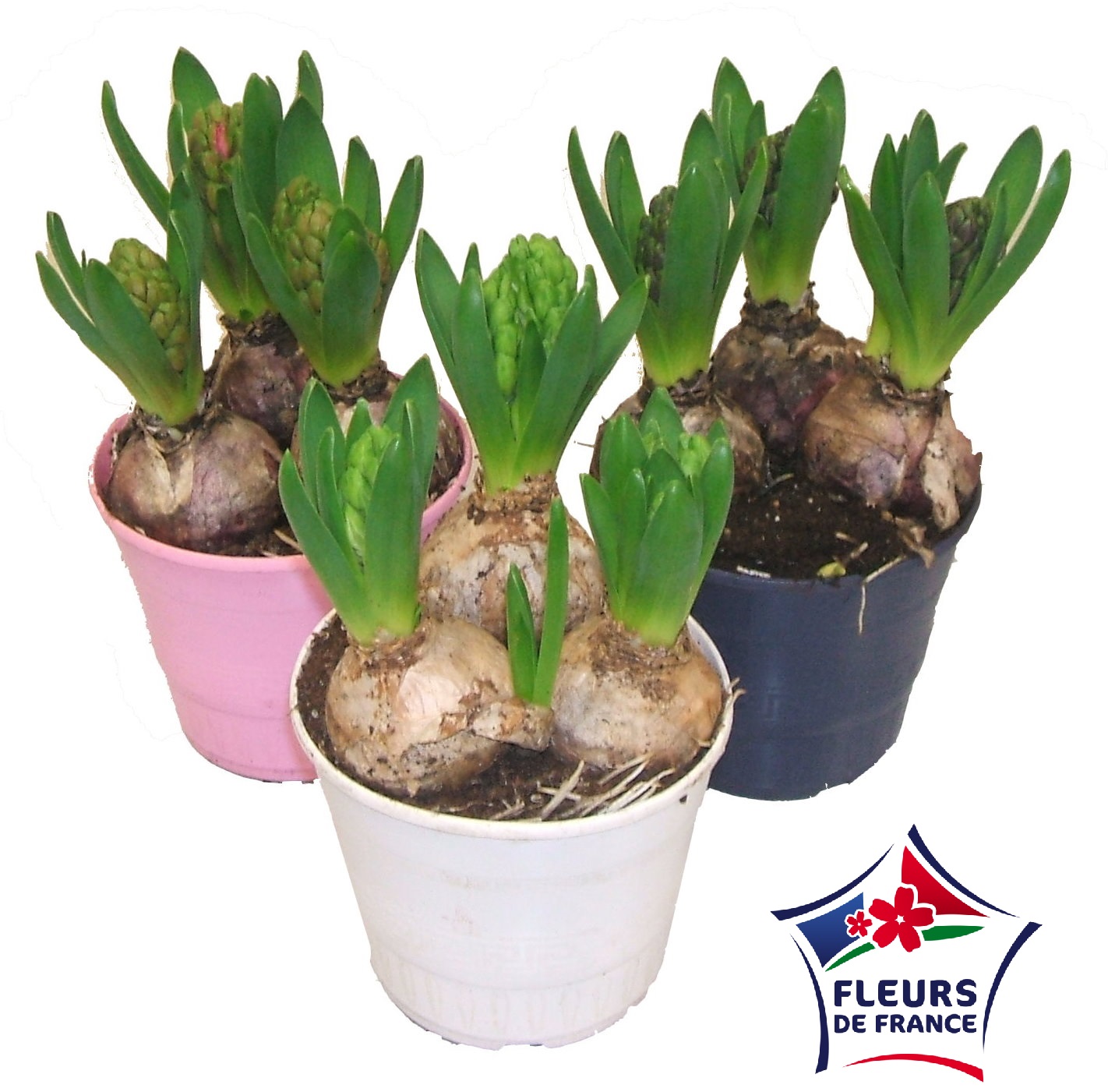 Lot de 3 pot 12 cm : Jacinthe 3 bulbes