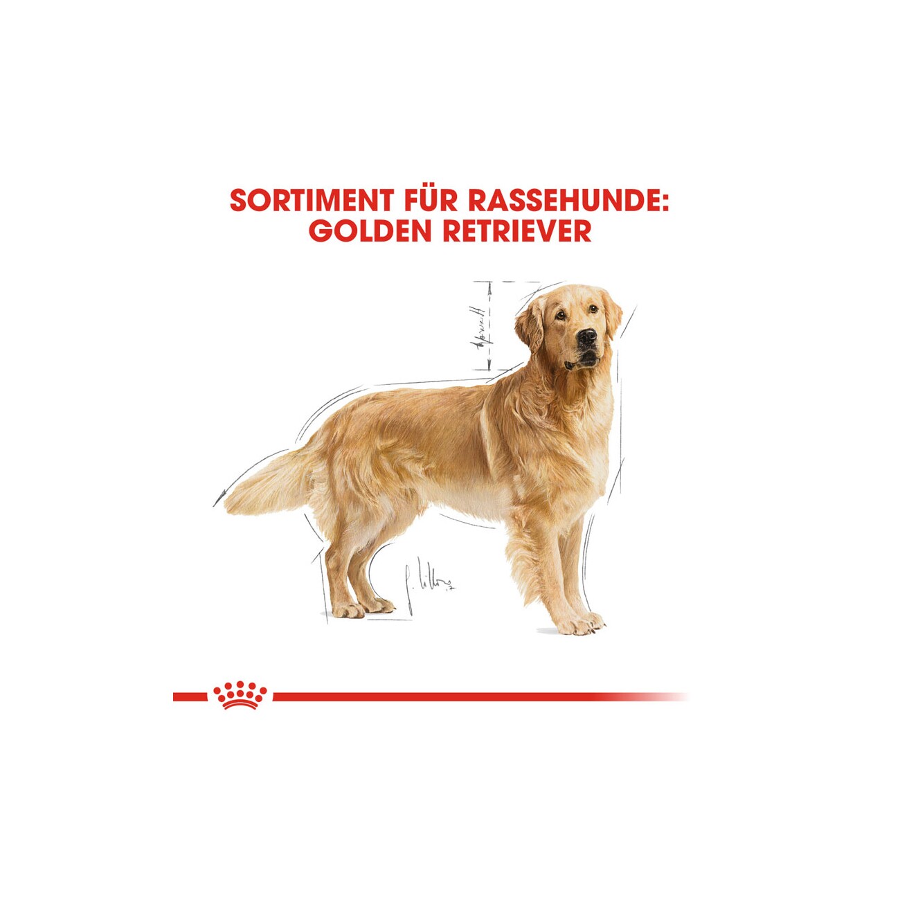 ROYAL CANIN Golden Retriever Adult 3 kg