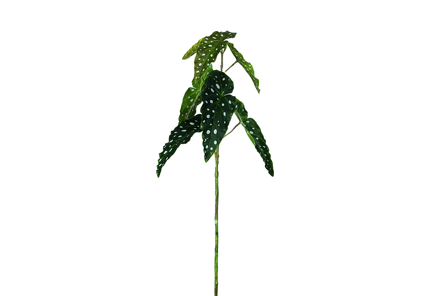 Prikkbegonia stilkblomst Grønn med hvite prikker, H:80 cm