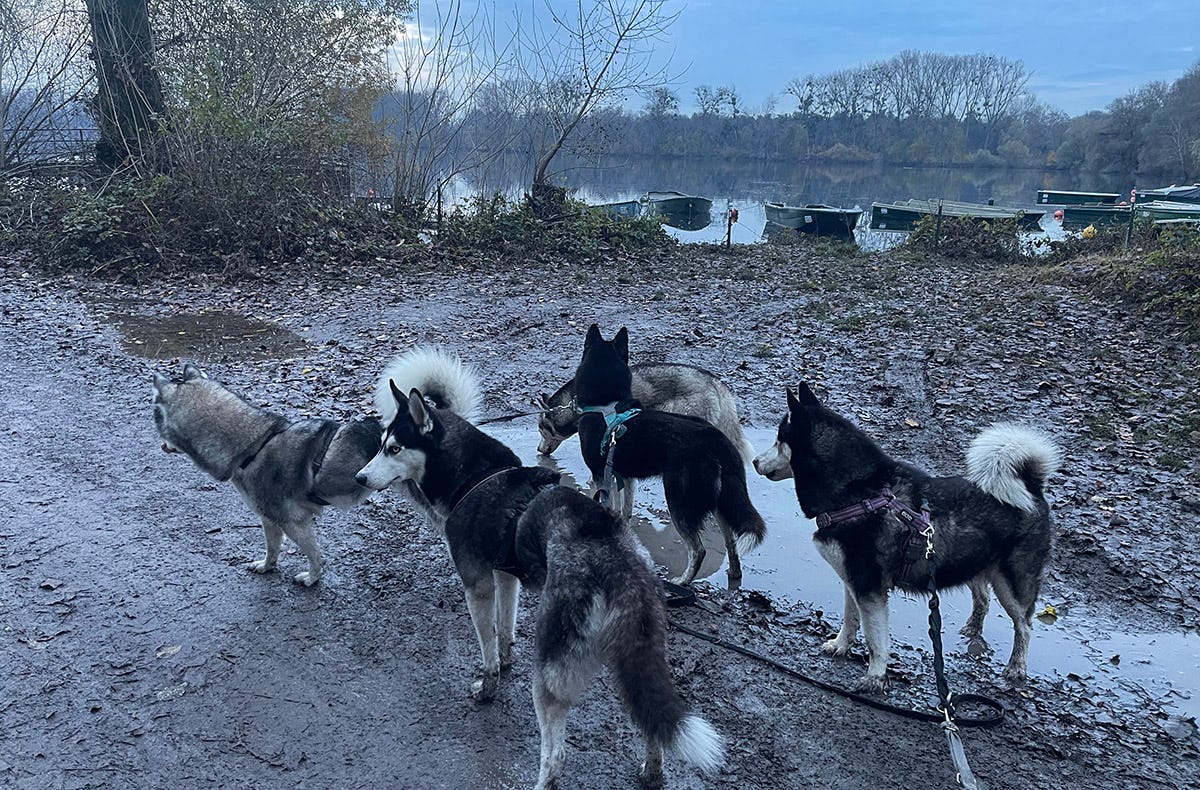 Husky Wanderung Eggenstein-Leopoldshafen