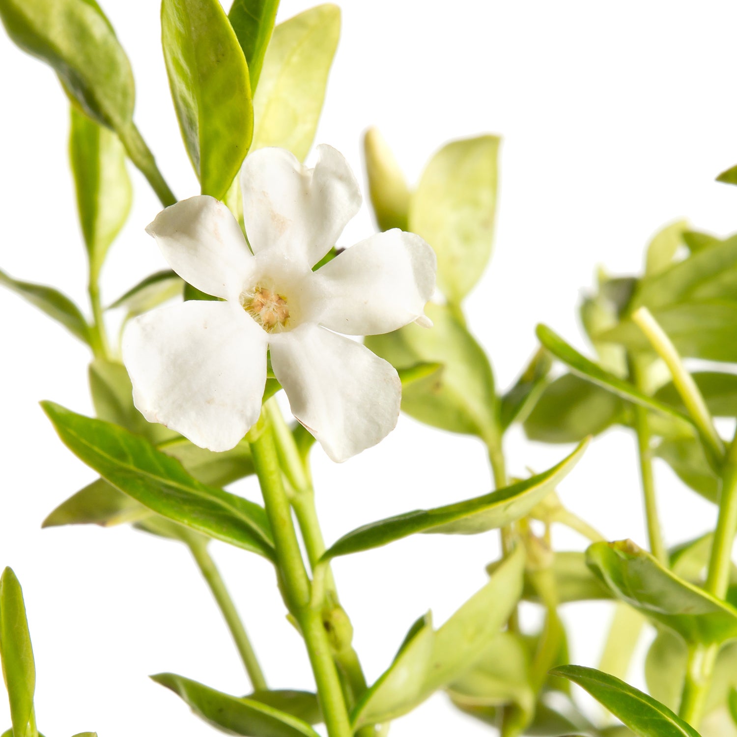 Kleine Maagdenpalm (Vinca minor 'Alba') D 11 H 15 cm