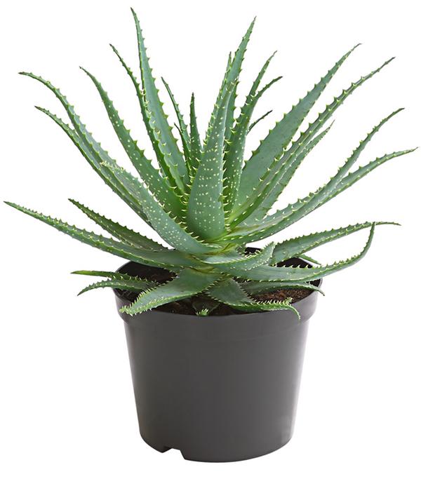 Tintenfisch-Aloe - Aloe arborescens