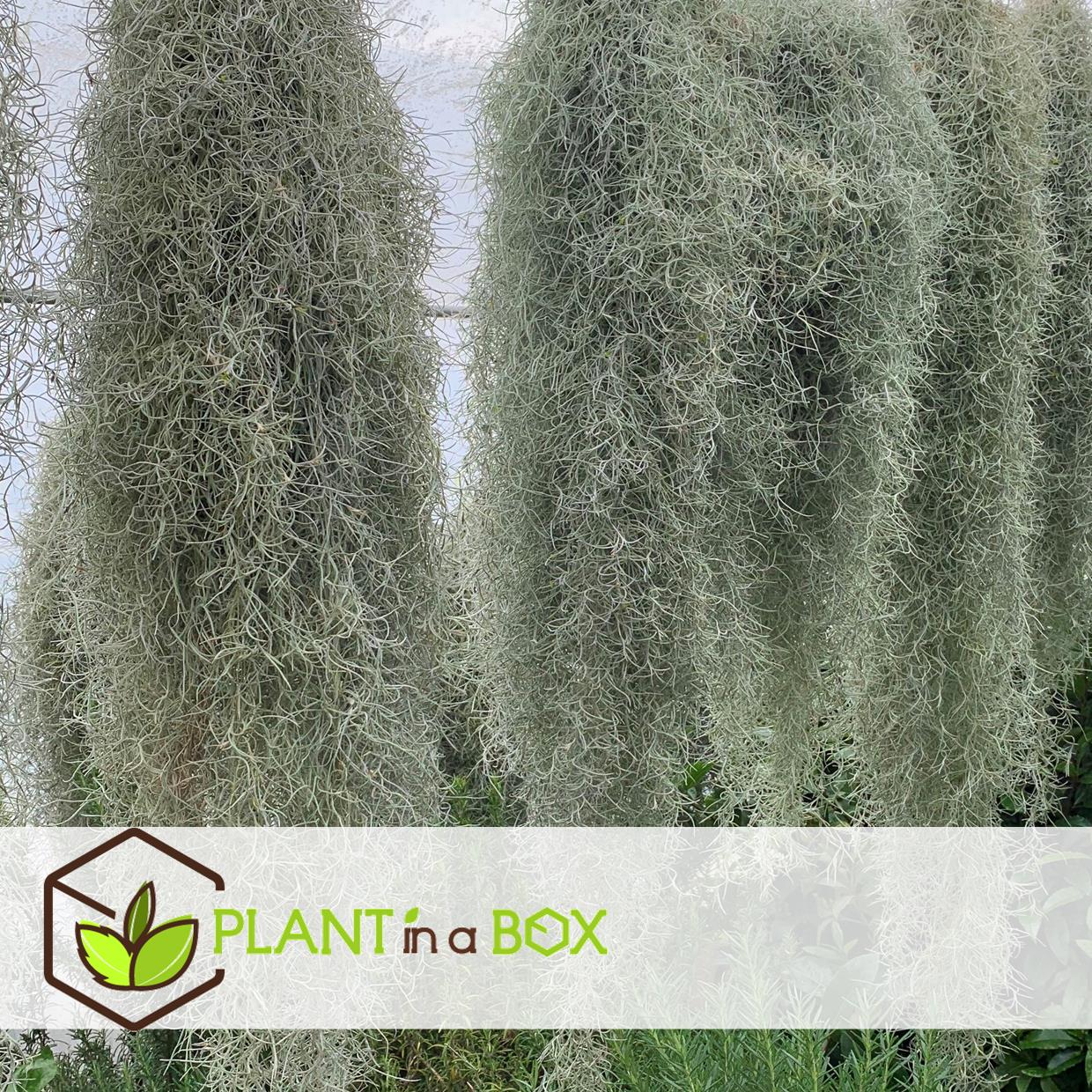Tillandsia usneoides 'beard tillandsias' - set de 3 - hauteur 25-50cm