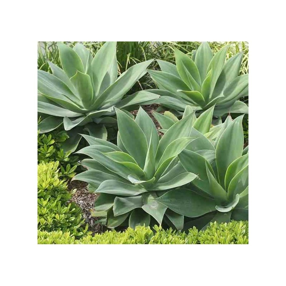 Agave attenuata (exemplaire) 80/100cm 70l jaune - taille pot de 70l - 90/100cm