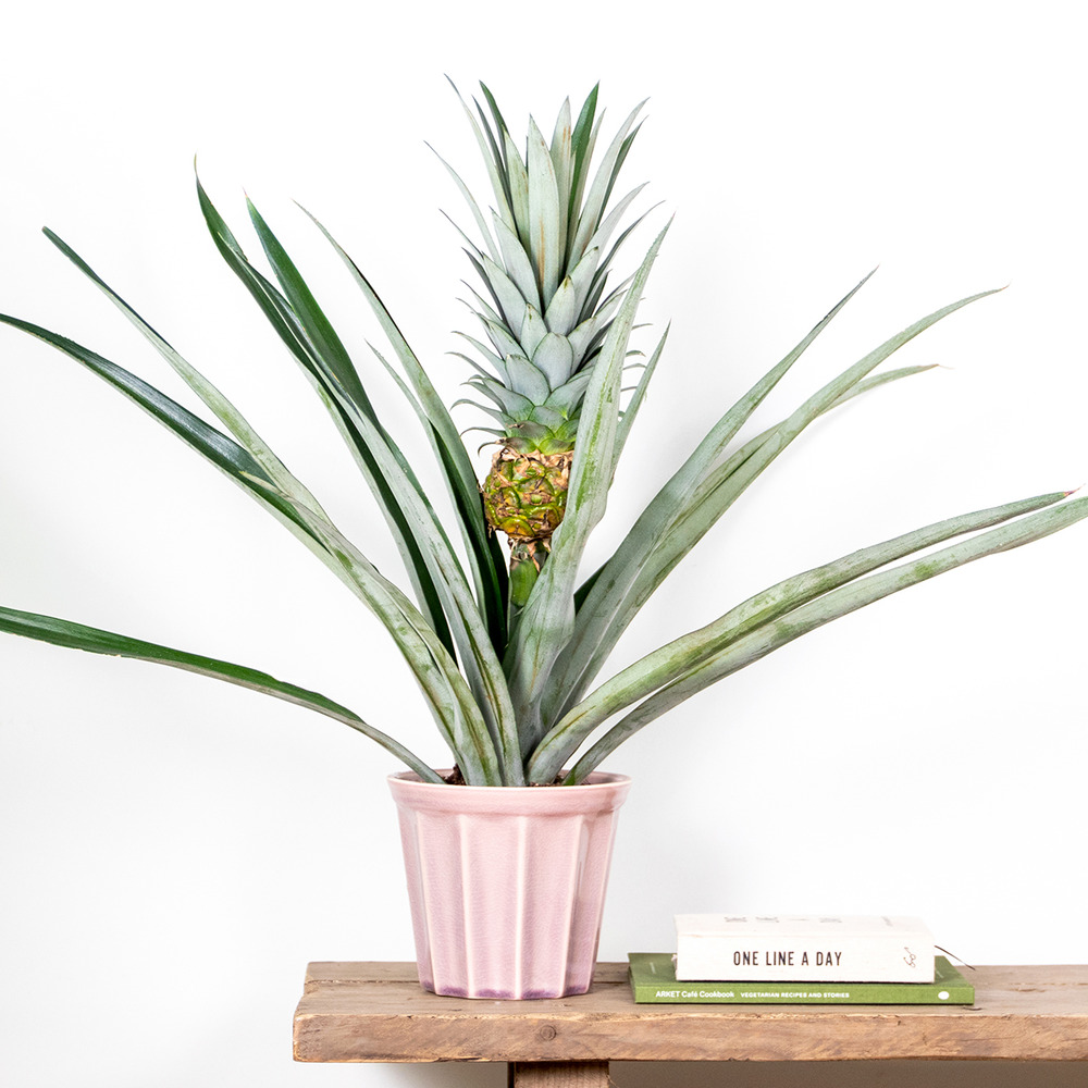 Ananas comosus 'champaca' – ananas – peu d'entretien – ⌀14 cm – ↕50-55 cm