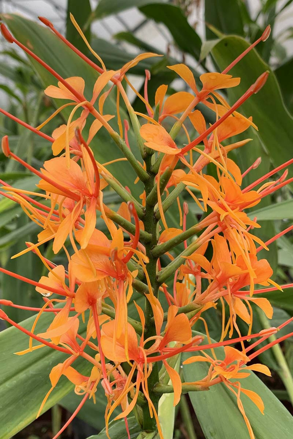 Gingembre ornemental 'tara' - 5l