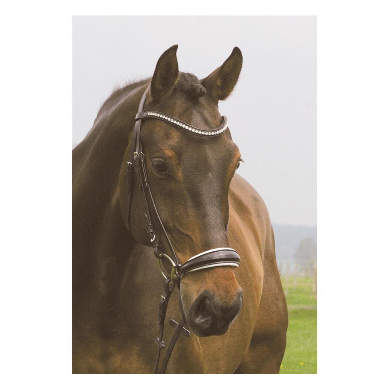 Hans Melzer Horse Equipment Hans Melzer Trense Valluhn schwarz/silber hannoversches Reithalfter weiß unterlegt LACK VB/ COB (Vollblut)