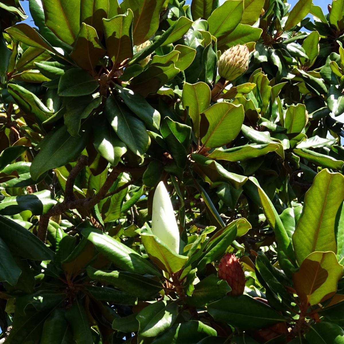 Magnolia à grandes fleurs grandiflora galissoniensis/magnolia grandiflora galissoniensis[-]pot de 4l - 40/60 cm