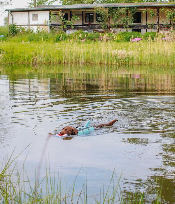 Nobby Schwimmhilfe für Hunde Sharki, hellblau