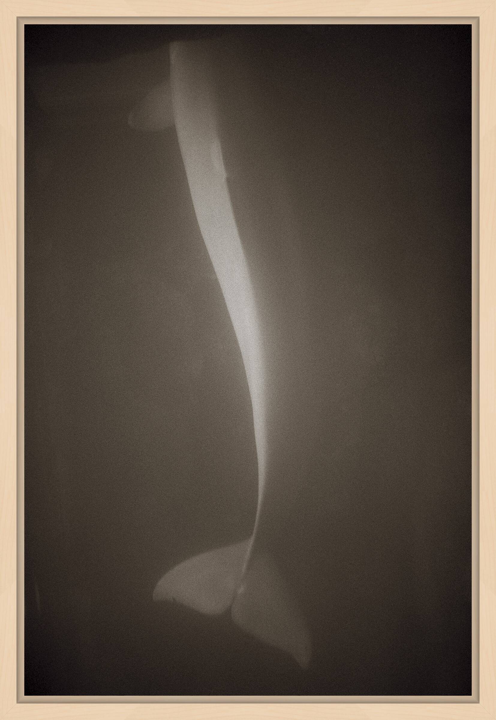 Bottlenose Dolphin by Henry Horenstein - Open Edition.