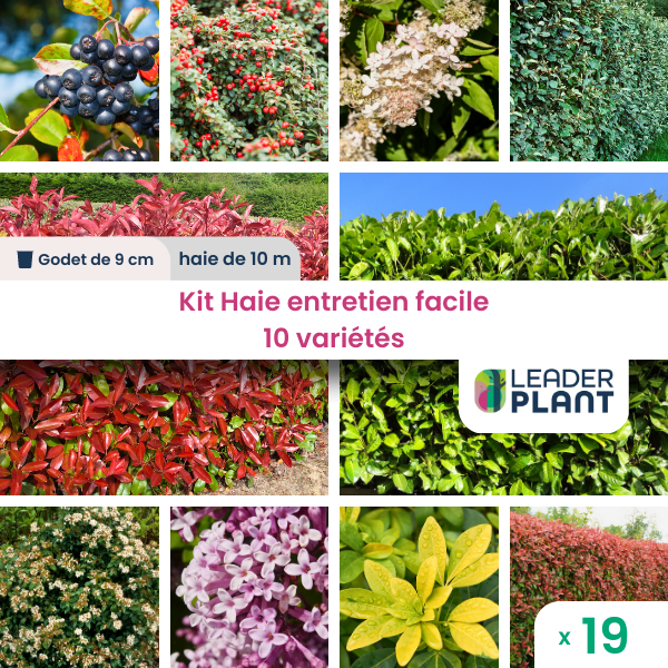 Kit haie brise vue entretien facile – 10 variétés – lot de 19 plants en godet