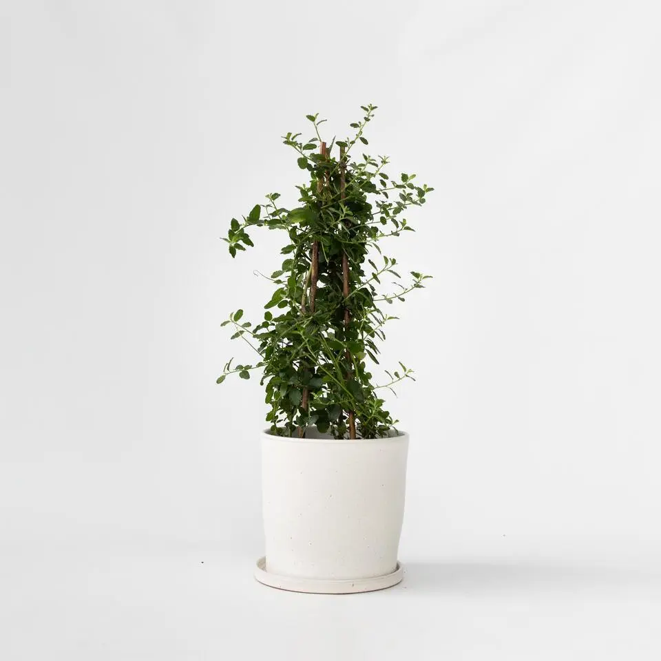 Amerikaanse sering - Ceanothus thyrsiflorus Repens - Hoogte 60-70cm - ⌀17cm