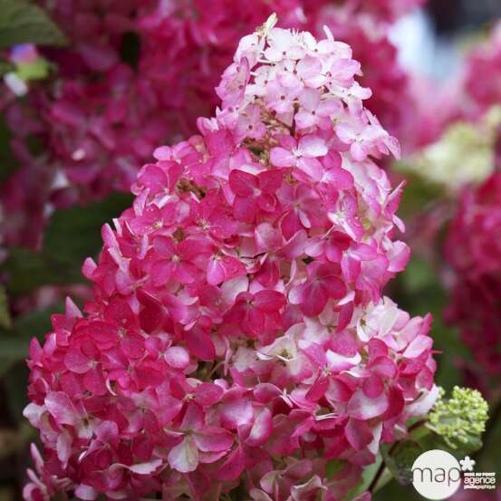 Hydrangea Paniculata variété protégée: C.7,5L