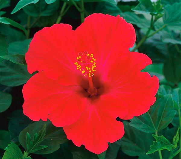 Zimmerhibiskus - Hibiscus rosa-sinensis,
