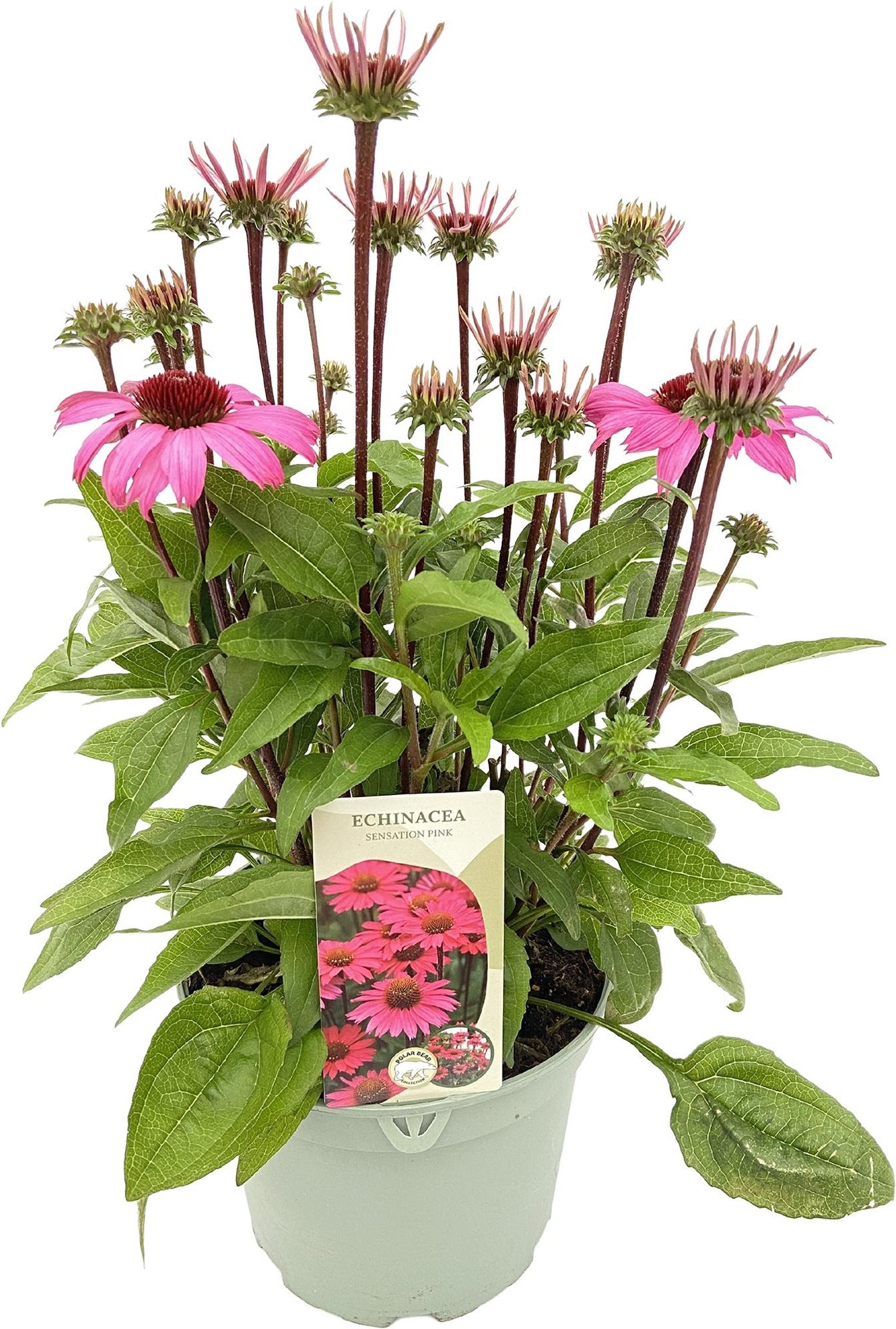 Zonnehoed (Echinacea purpurea 'Sensation Pink') D 17 H 35 cm