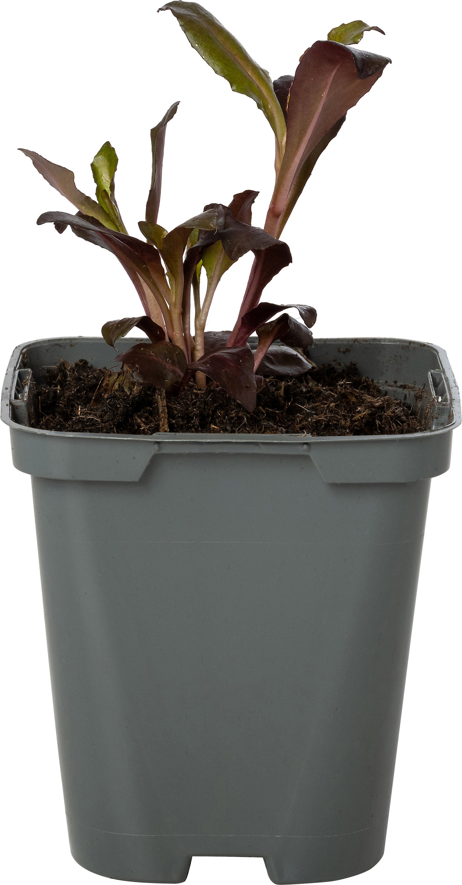 Rode Lobelia (Lobelia fulgens 'Queen Victoria') D 9 H 10 cm