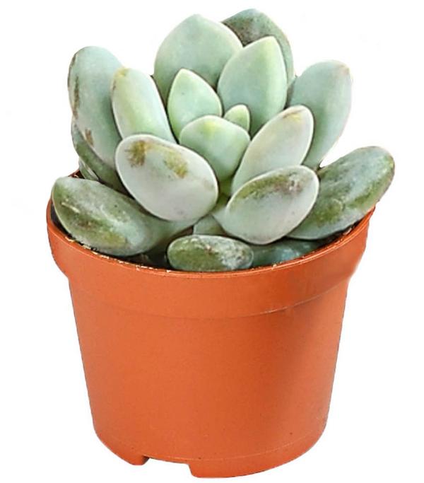 Echeverien-Set - Echeveria, verschiedene