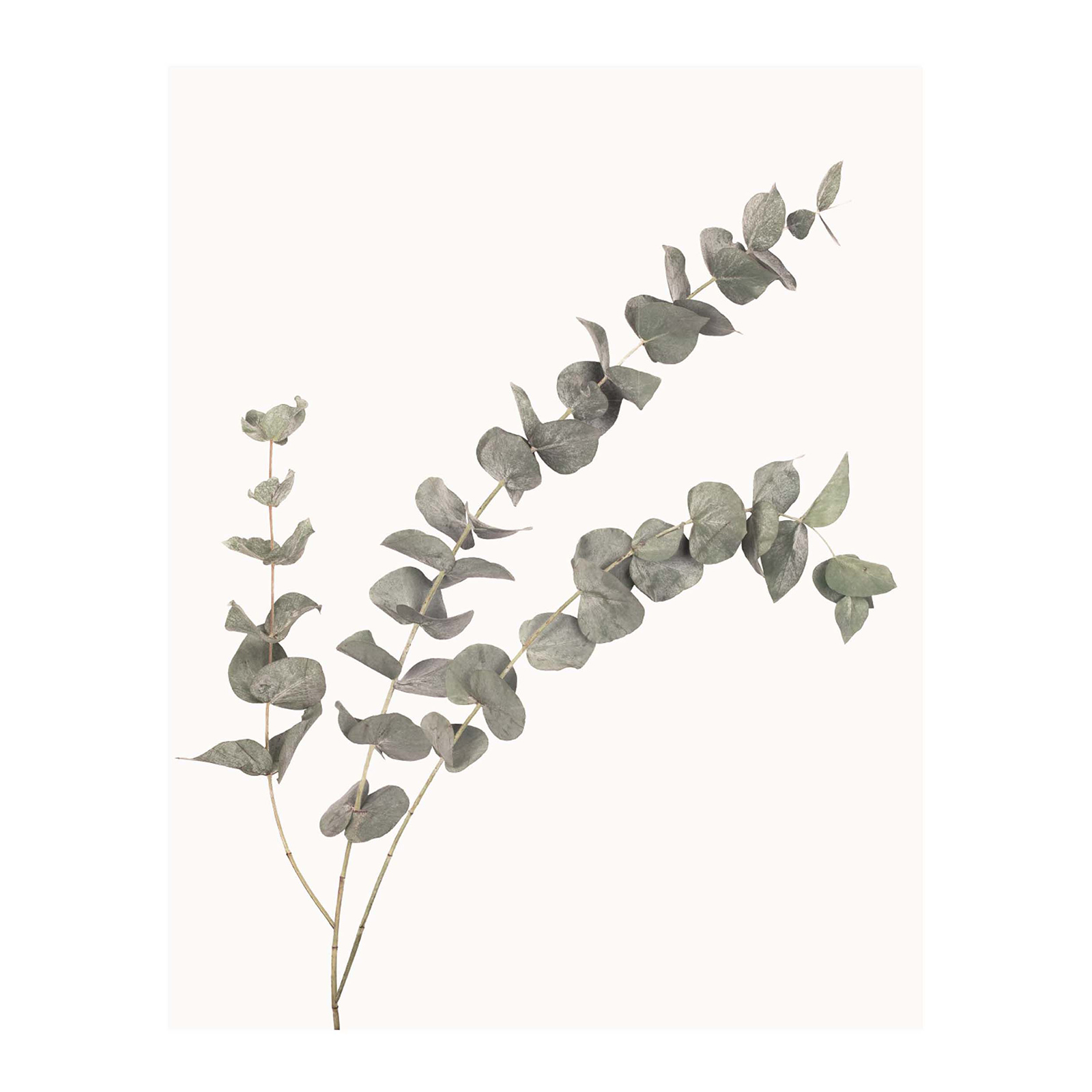 Gerahmtes Bild EUKALYPTUS - 40x50 cm