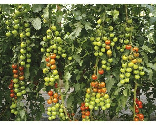 Cherrytomaat 'Favorita' F1 FloraSelf Ø 12 cm pot geënt