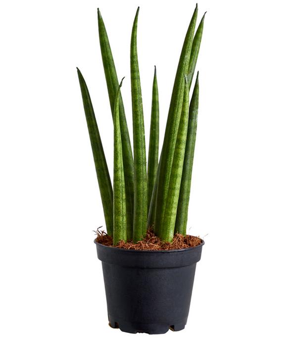 Bogenhanf - Sansevieria cylindrica 'Rocket'