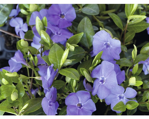 Kleine Maagdenpalm (Vinca minor) FloraSelf 5/7 scheuten Ø 9 cm pot