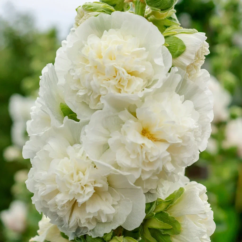 Alcea rosea 'Pleniflora' White Stokkrose  'Pleniflora' White Ø11 cm