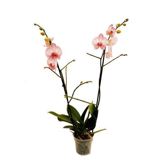 Orchidée Phalaenopsis 2 tiges - pot D.12 cm