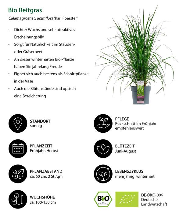Bio Stauden-Set Großes Gräser-Beet,