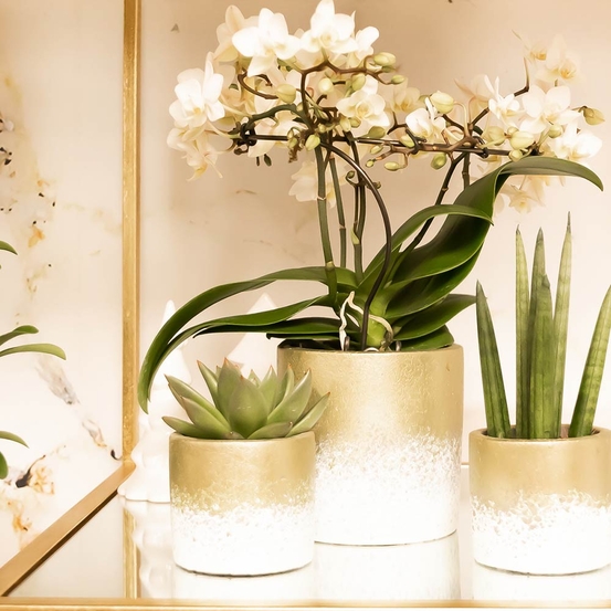 Compo 3 plantes d'intérieur - pot Déco D30cm