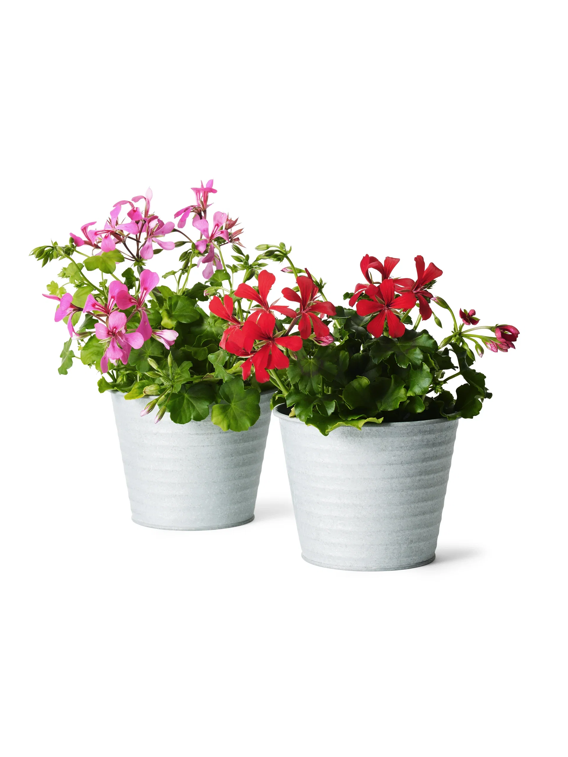 Pelargonium peltatum Slyngpelargonia Ø12 cm