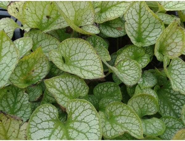 Kaukasische vergeet-me-niet (Brunnera macrophylla 'Jack Frost') D 9 H 10 cm