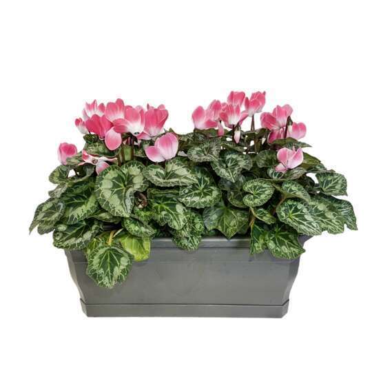 Cyclamen Indiaka® Jardinière L40cm