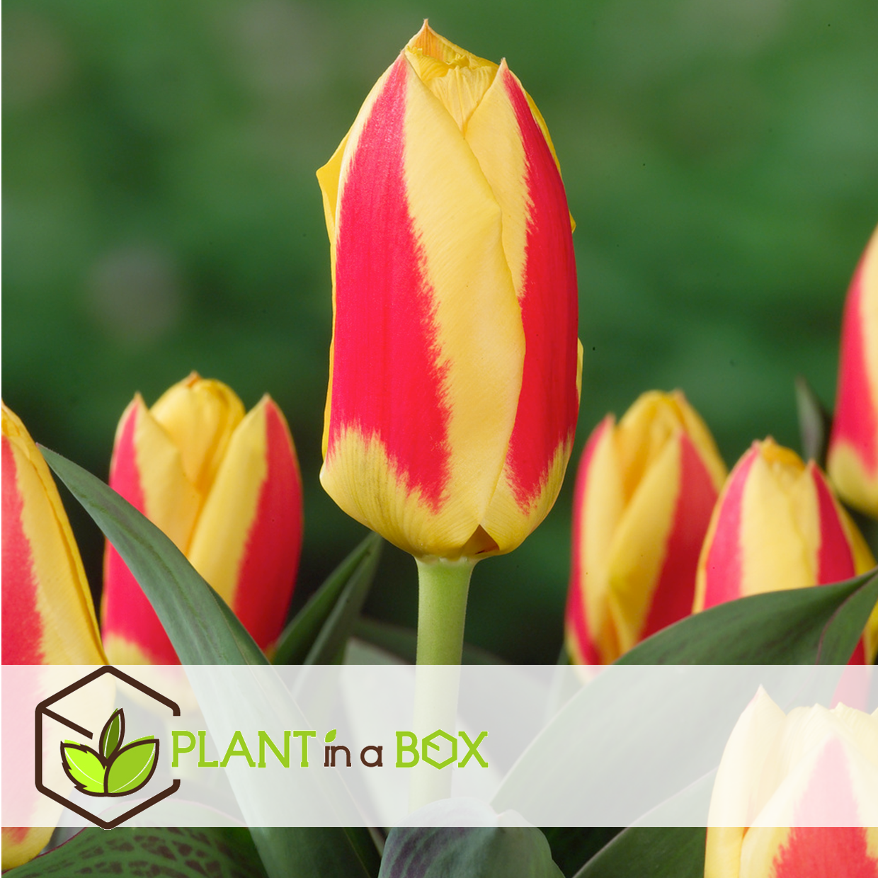 Tulipa stresa - bulbes à fleurs x14 - tulipe - jaune / rouge