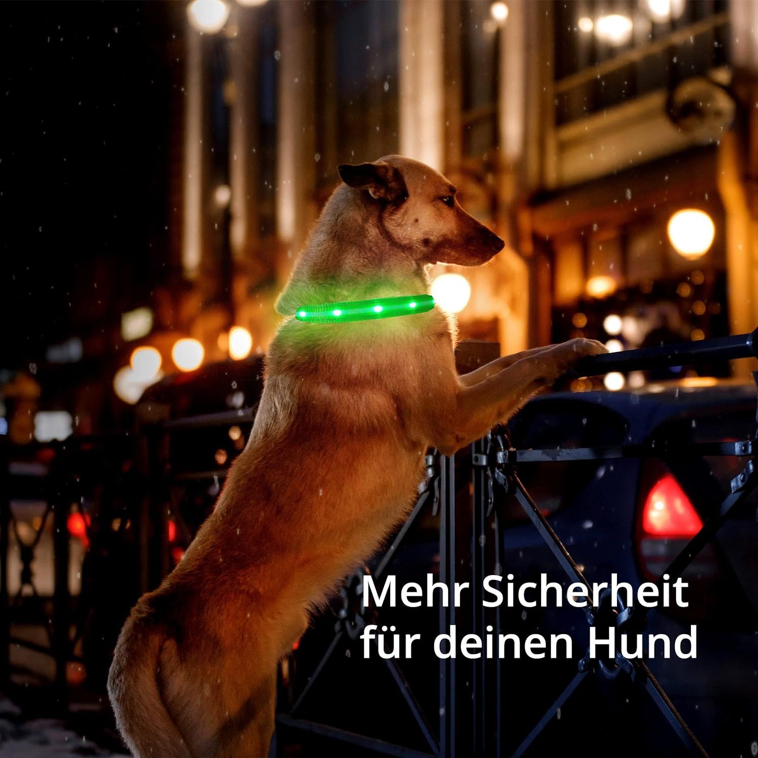 PETSATION Leuchthalsband Hundehalsband