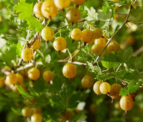 Bio Stachelbeere 'Hinnonmäki', gelb