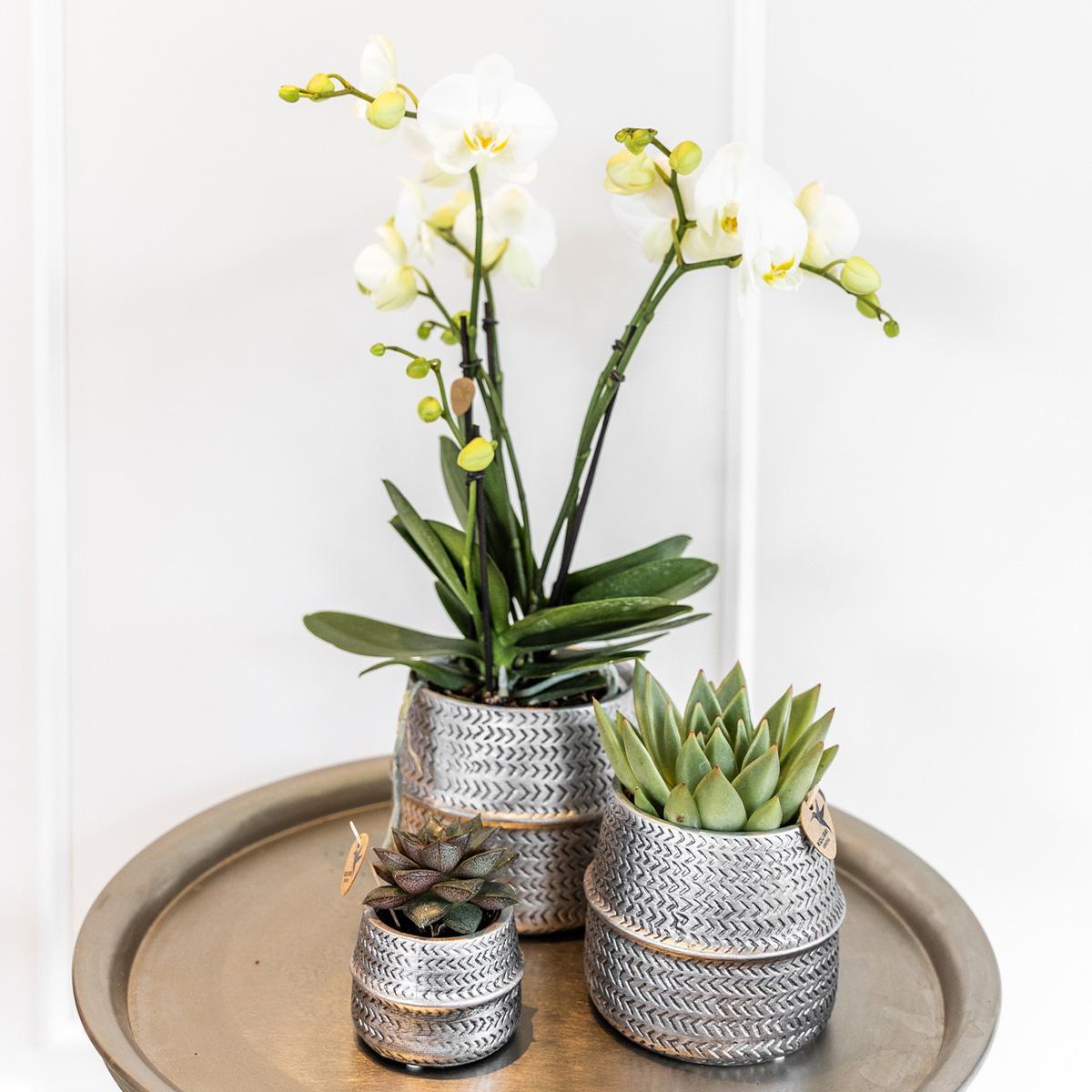 Plante d'intérieur - duo orchidée phalaenopsis blanche et crassula ovata et leurs caches-pots en céramique argentée 35cm