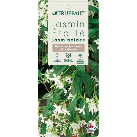 Trachelospermum jasminoides : 3L
