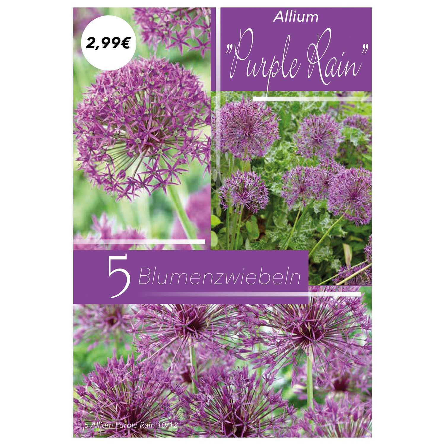 Blumenzwiebel Allium